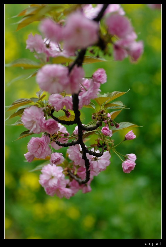 dsc_7681043.jpg