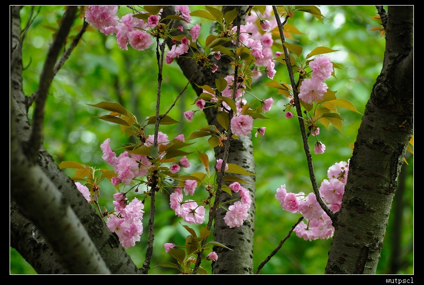 dsc_7644011.jpg