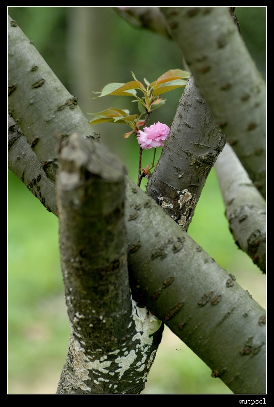 dsc_7704065.jpg