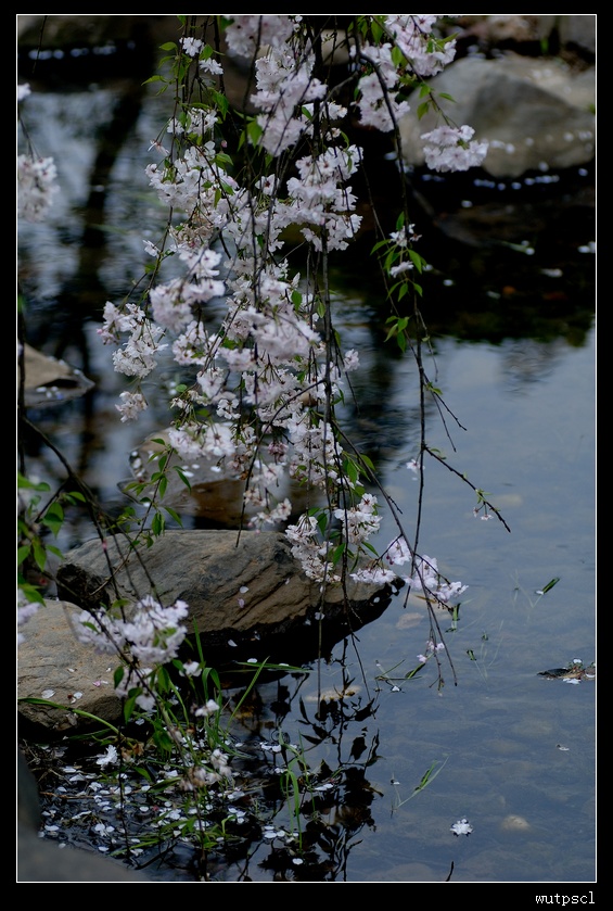 dsc_7719079.jpg