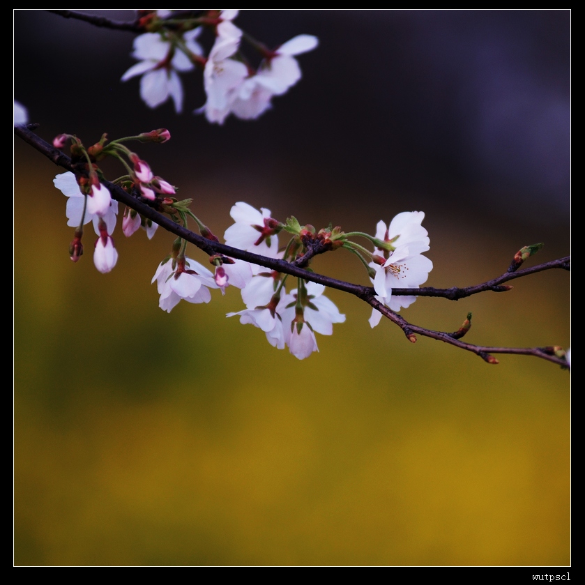 dsc_7215132.jpg