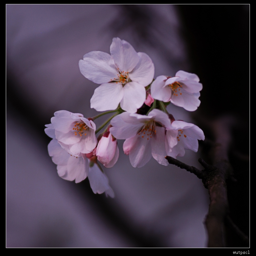 dsc_7217130.jpg