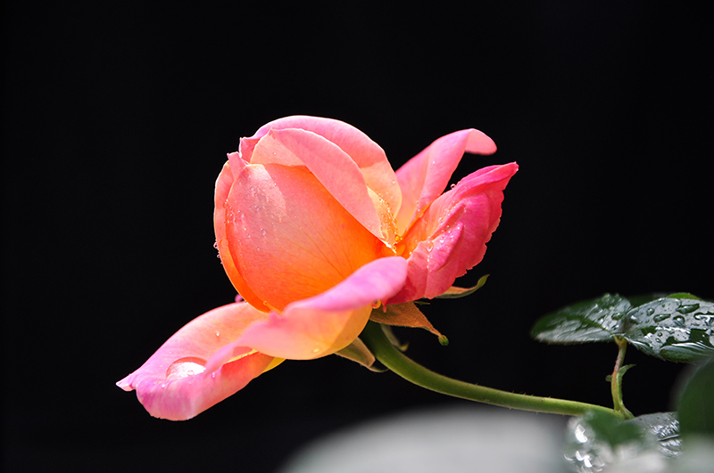 adsc_236301.jpg