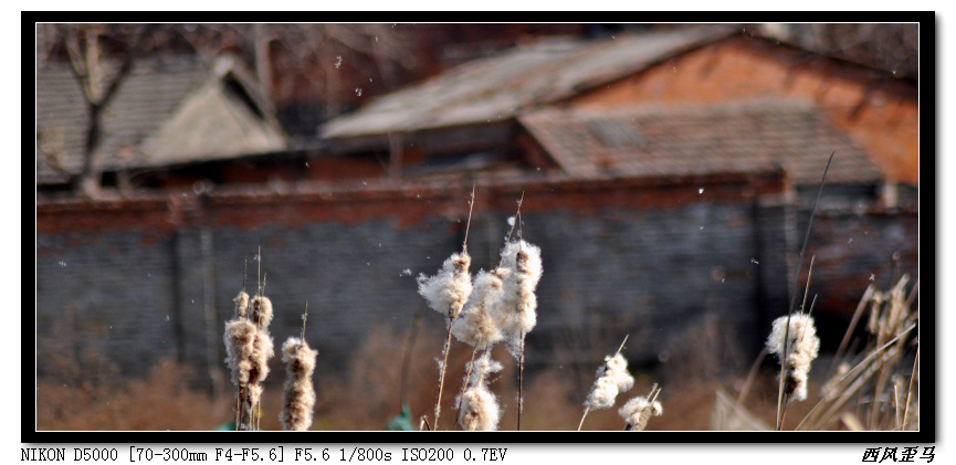 dsc_0611.jpg
