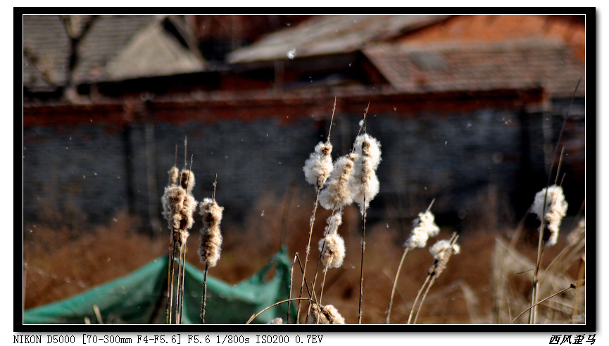 dsc_0610.jpg