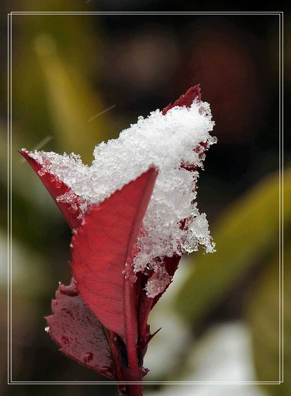 dsc_0124.jpg