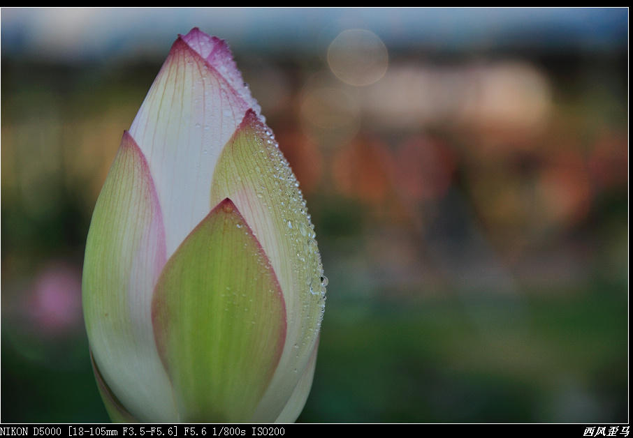 dsc_0321.jpg