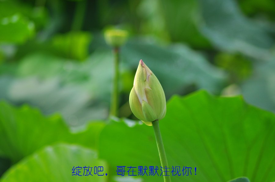dsc_0126.jpg