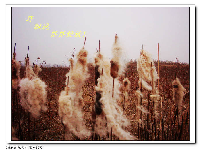 2010122224554.jpg