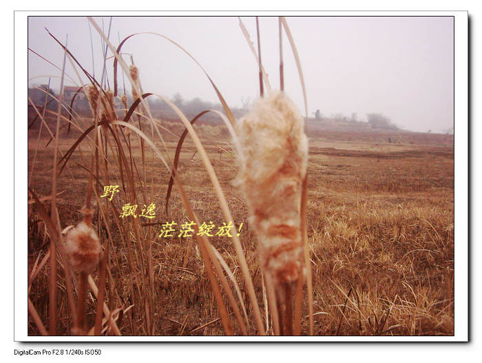 2010122225029.jpg