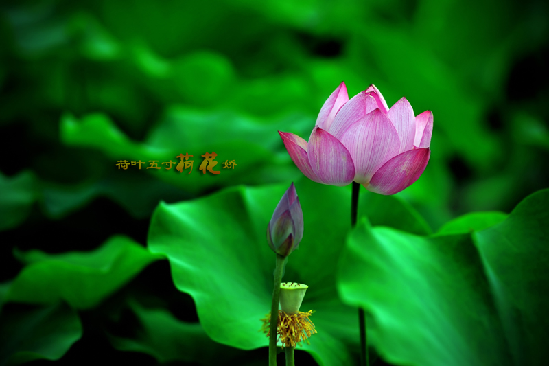 Ƭ 009.jpg