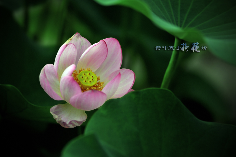 Ƭ 012.jpg