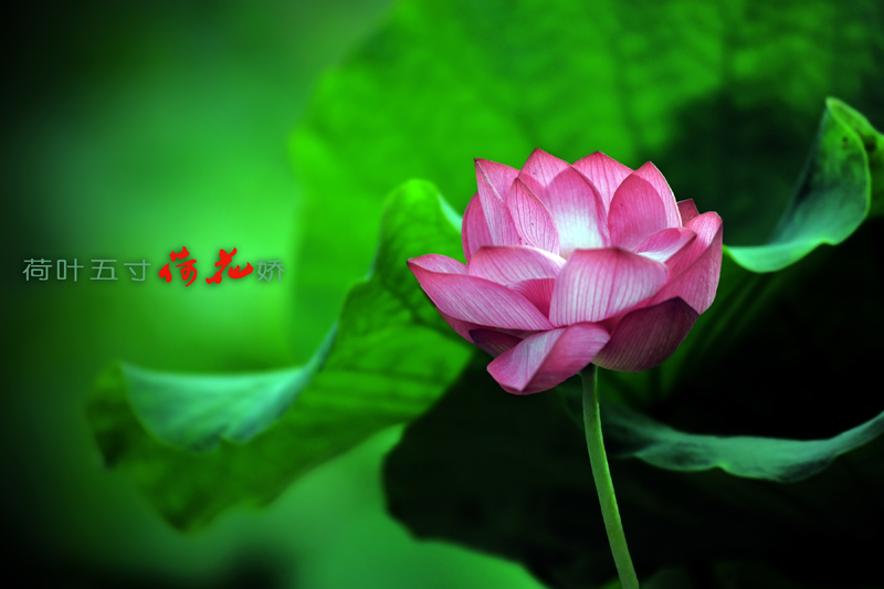Ƭ 011.jpg