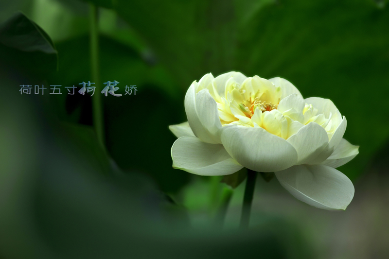 Ƭ 016.jpg