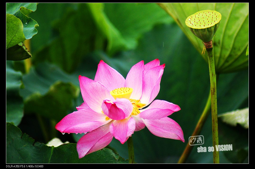 dsc01493_Ӱ_1.jpg