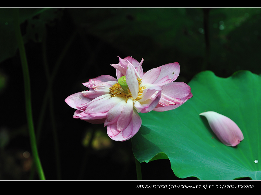 dsc_0317.jpg