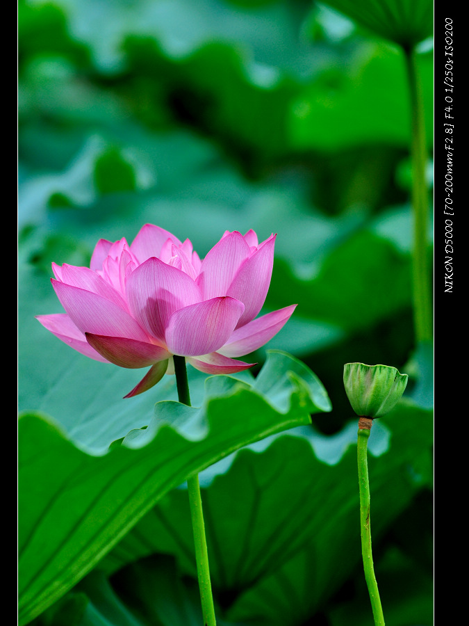 dsc_0397.jpg