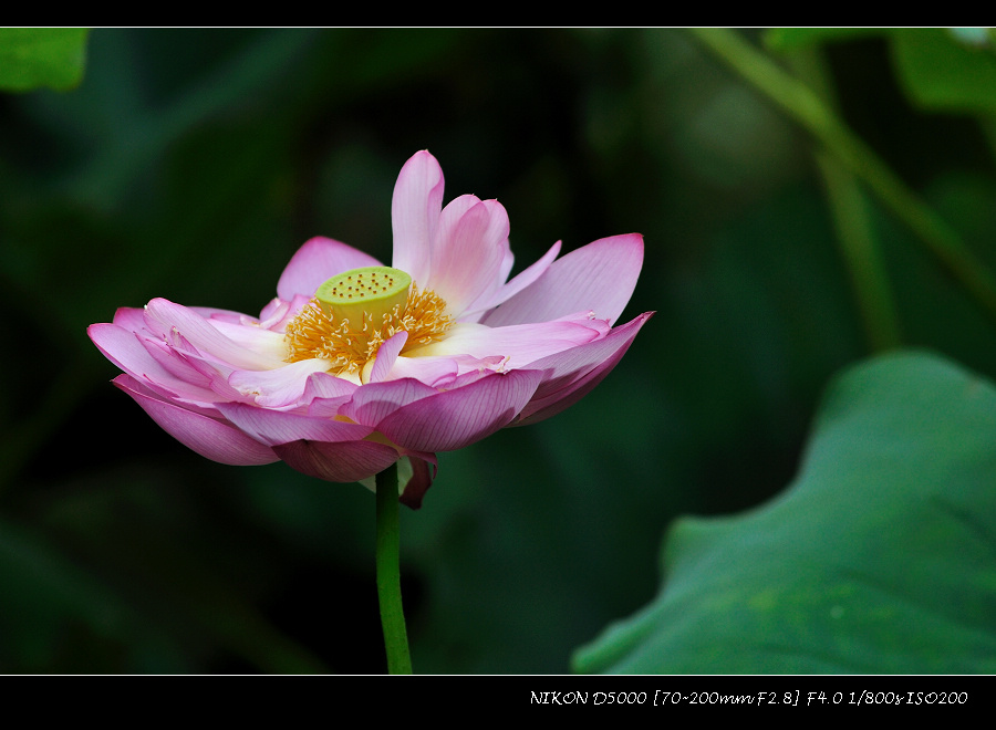 dsc_0400.jpg