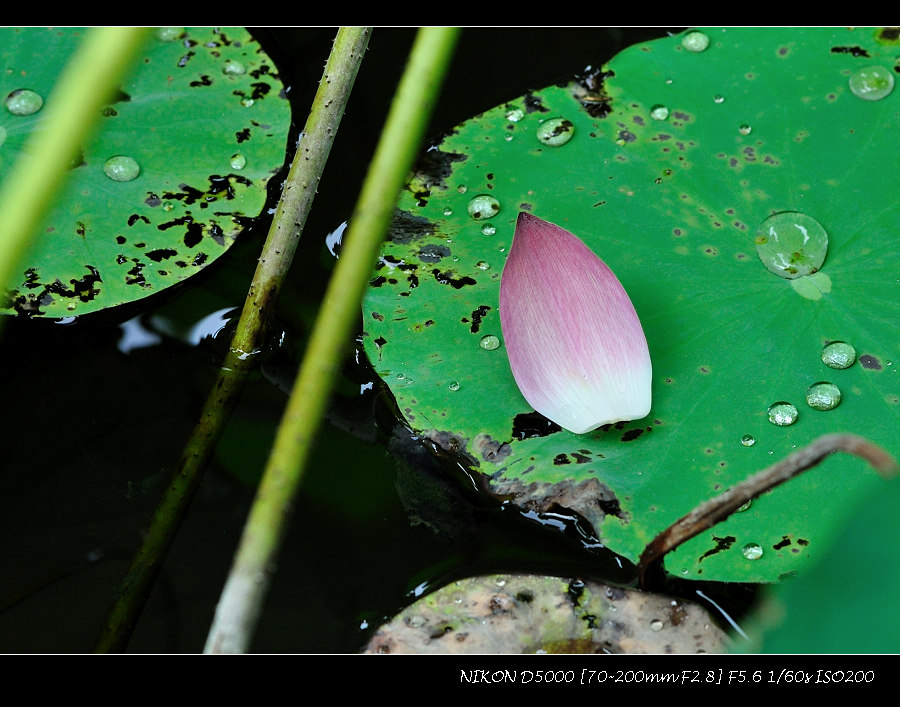dsc_0419.jpg