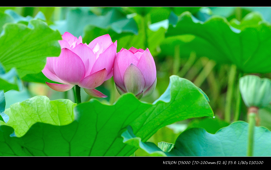 dsc_0409.jpg