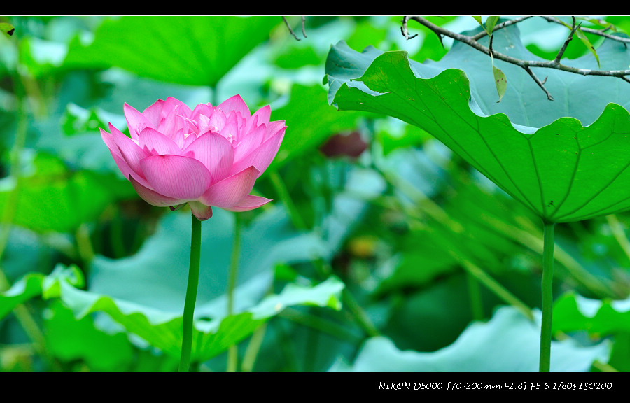 dsc_0453.jpg