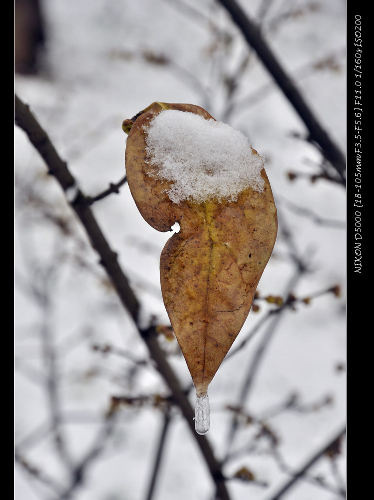 _dsc0330.jpg