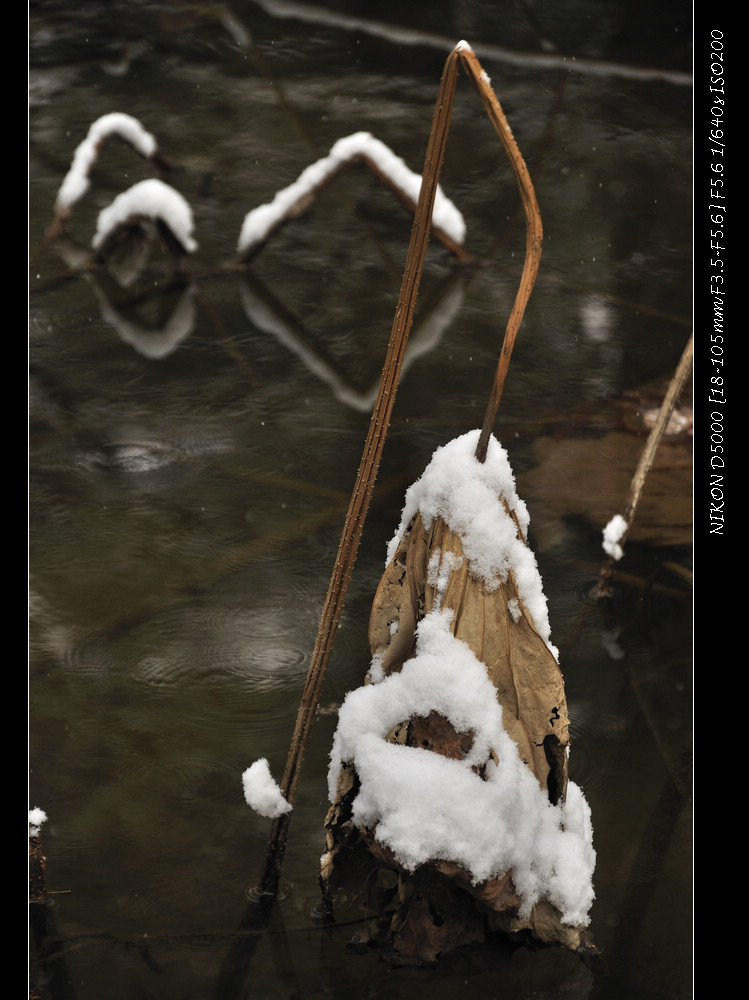 _dsc0073.jpg