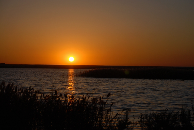 dsc_0965.jpg