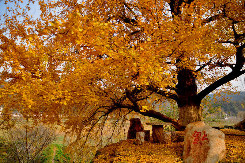dsc_0035__.jpg