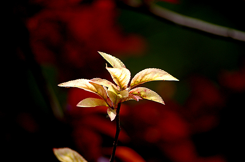 imgp0014_.jpg