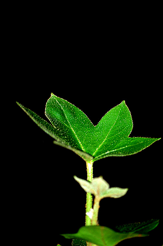 imgp6944_.jpg