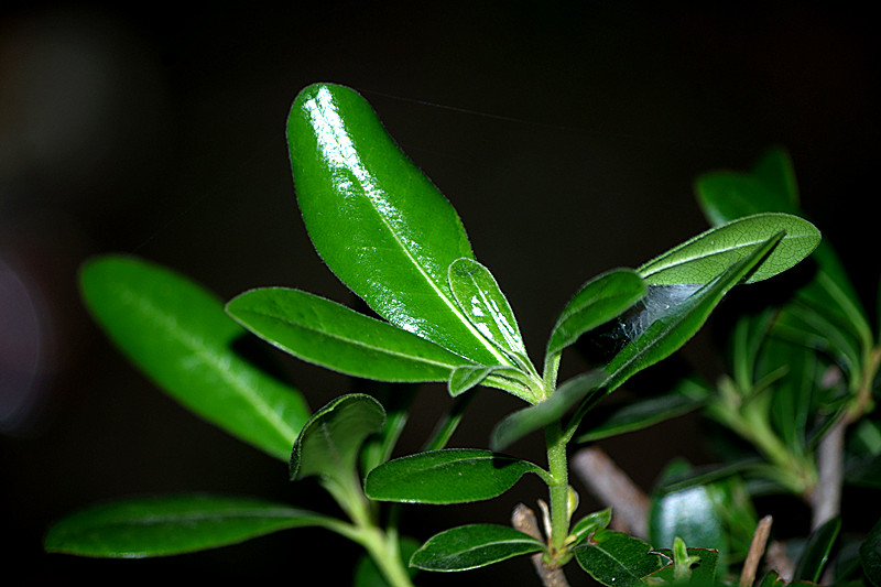 imgp7075_.jpg
