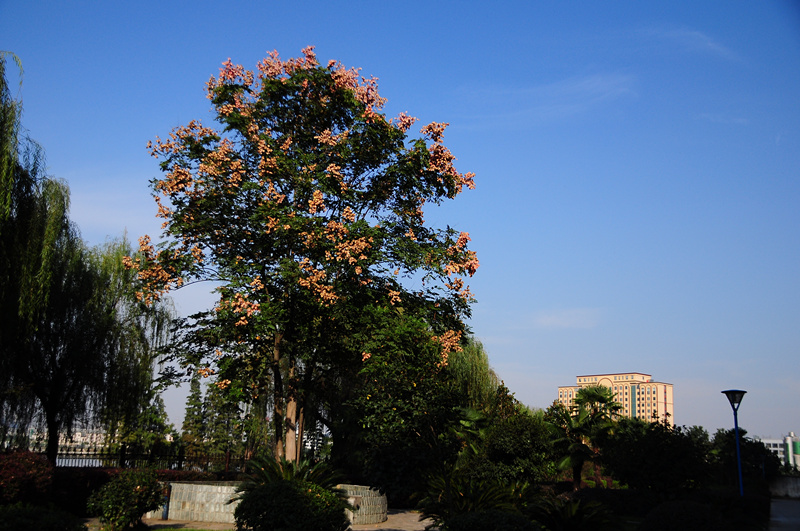 dsc_0012_.jpg