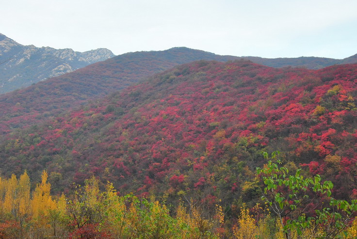 dsc_0494_С.jpg