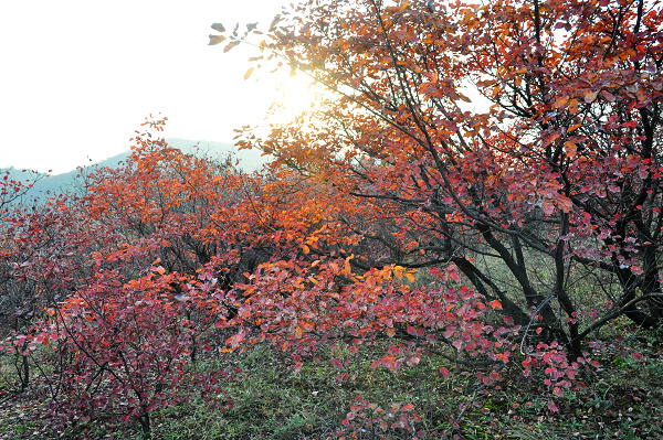 dsc_0030.jpg