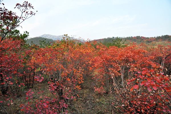 dsc_0043.jpg