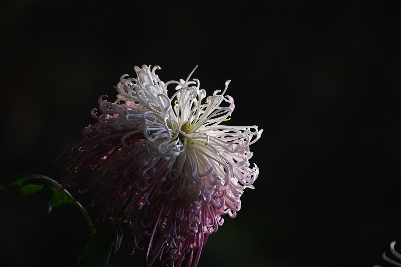 imgp9588.jpg