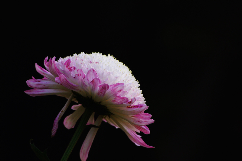 imgp9674.jpg