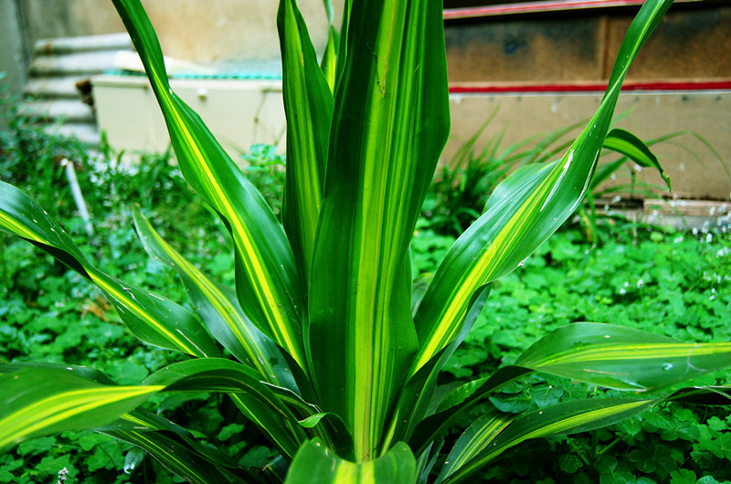 dsc00411__.jpg