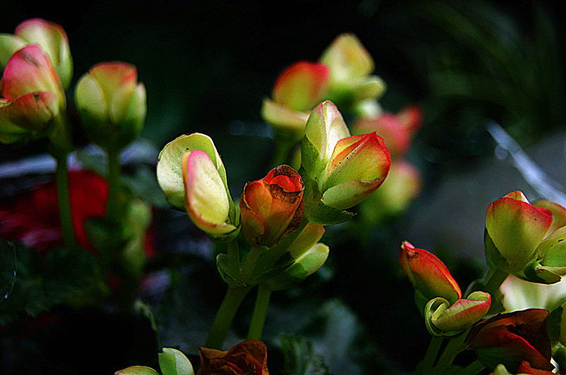 dsc00136_.jpg