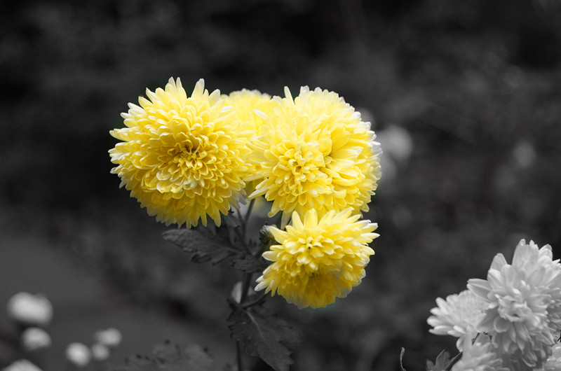 dsc00408_.jpg