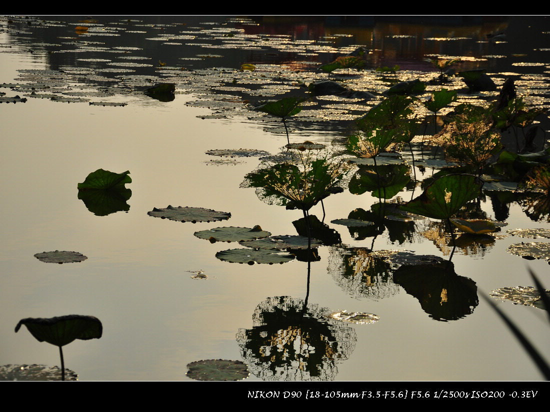 dsc_0409.jpg