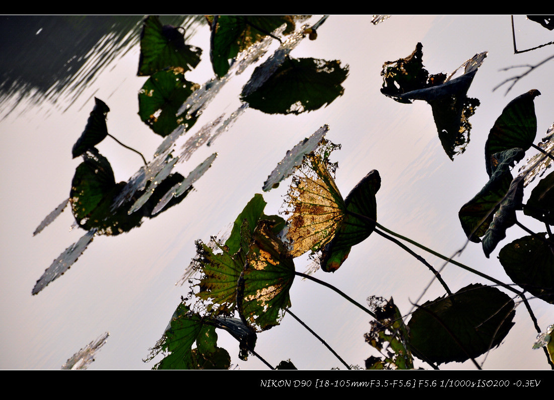 dsc_0407.jpg