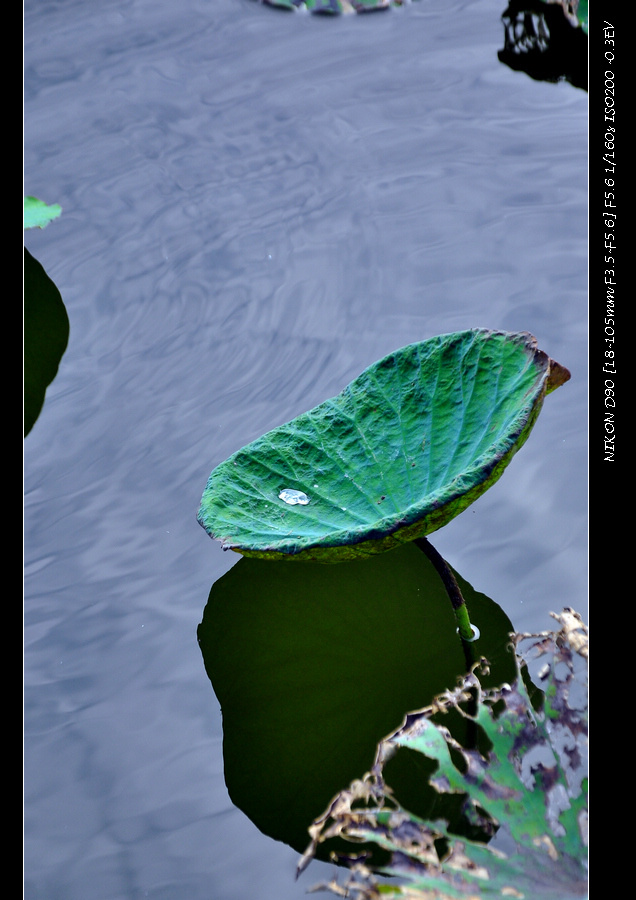 dsc_0405.jpg