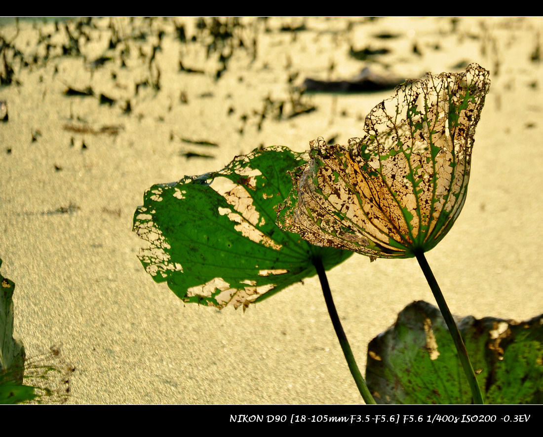 dsc_0396.jpg