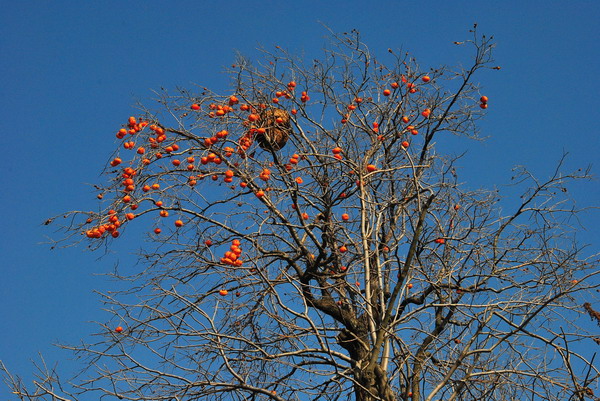 dsc_0104_С.jpg
