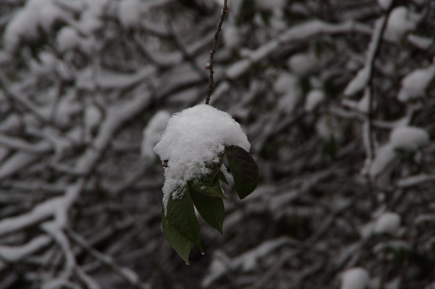 С imgp9075.jpg