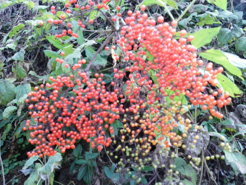 img_20111127_133023.jpg