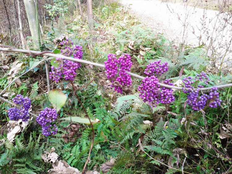img_20111127_135046.jpg