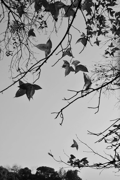 dsc_17311.jpg